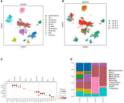 Chemical immune conization of precancerous cervical lesions awakens immune cells and restores normal HPV negative and abnormal proliferation